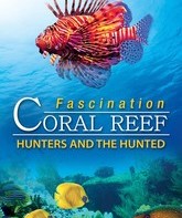 Коралловый риф: Охотники и жертвы / Fascination Coral Reef 3D: Hunters & the Hunted (2012)